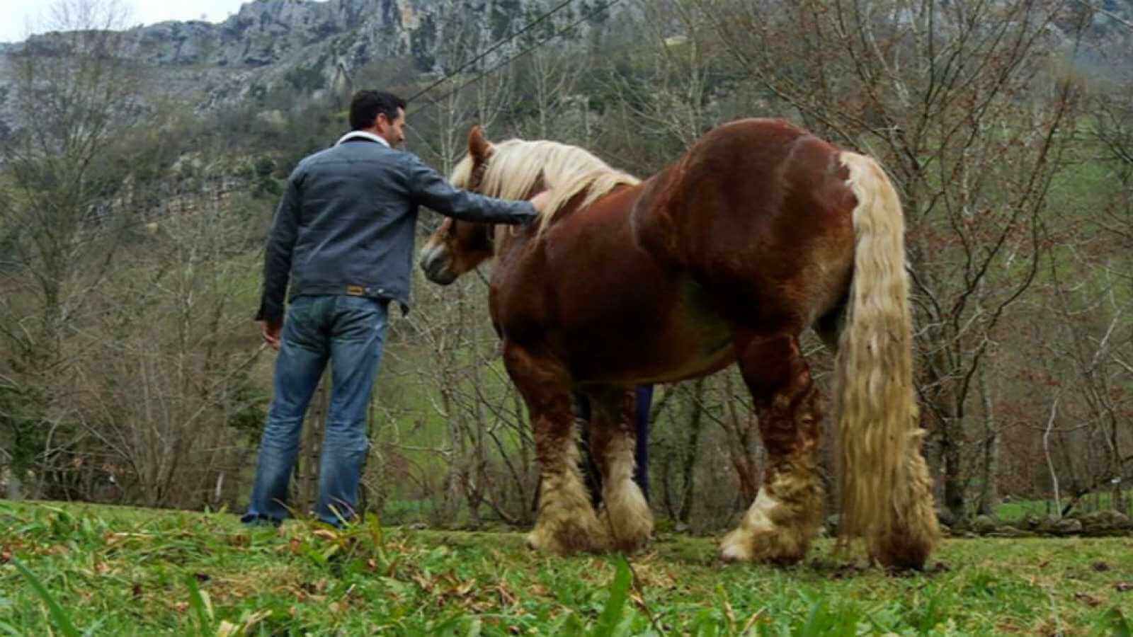 Hombre acaricia caballo hispano-bretón
