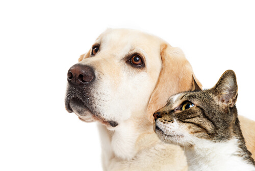 Diferencia entre la inteligencia de perros y gatos