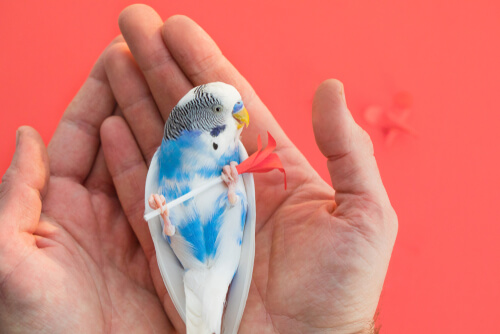 ¿Cómo reducir el estrés de un loro doméstico?