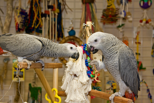Os papagaios reduzem seu estresse com um acessório