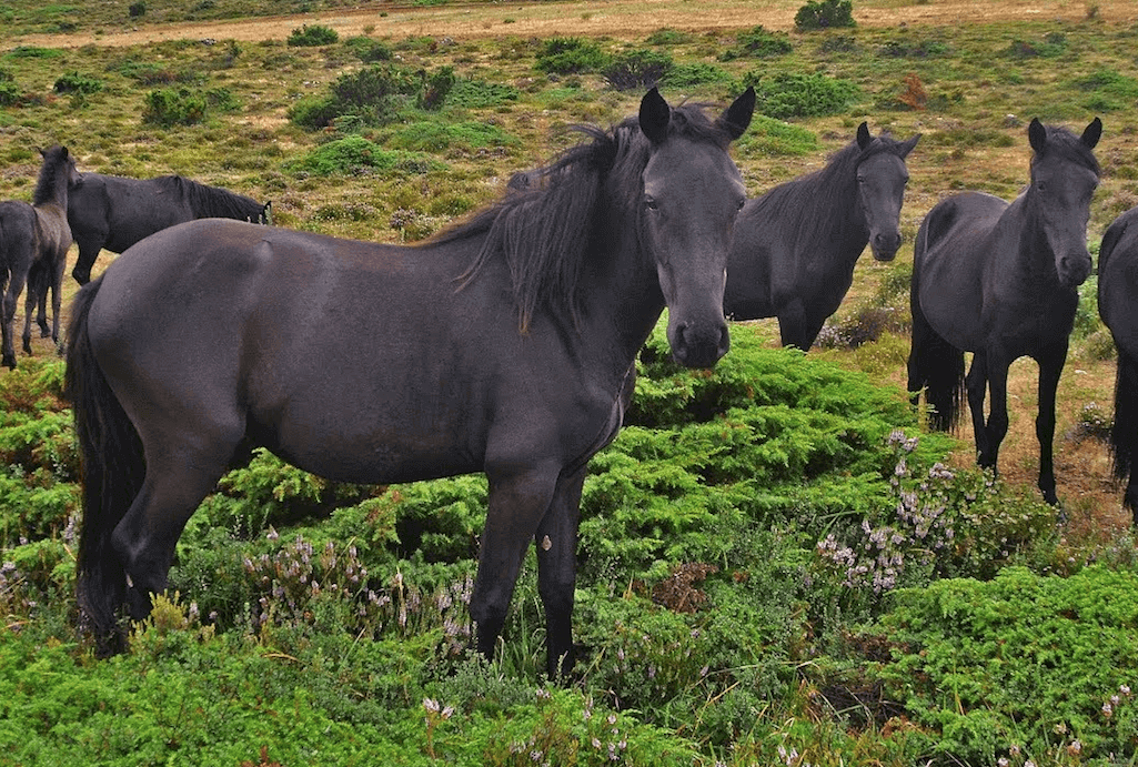 Manada de caballos losinos