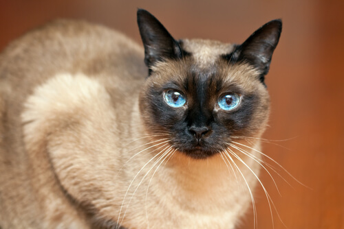 Mirada de un gato