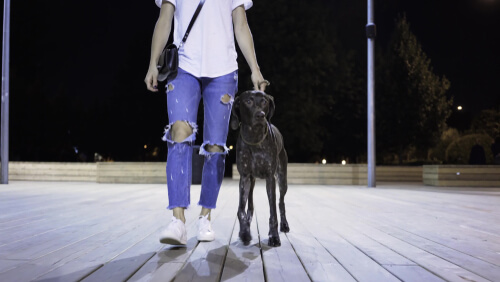 Mujer encuentra un perro en la calle