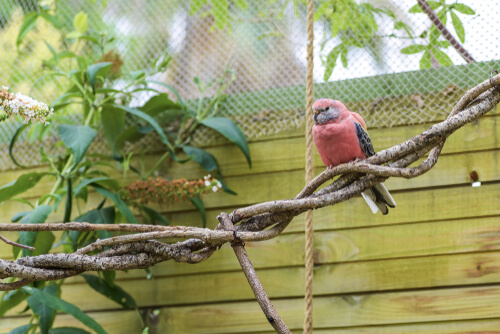 Neopsephotus bourkii