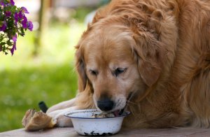Problemas de obesidad en los golden retriever