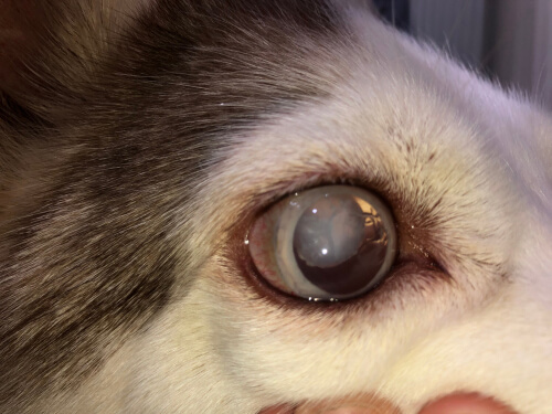 Ojo con glaucoma de un Husky Siberiano.