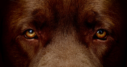 Ojos de perro color marrón.