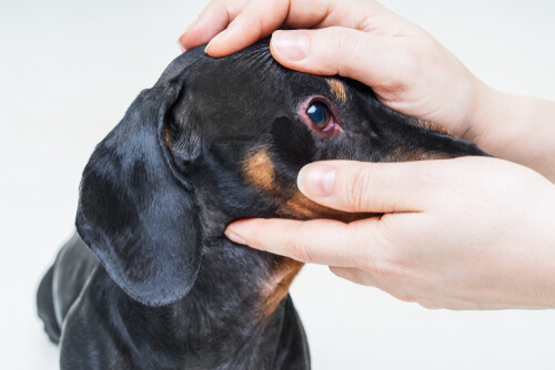 Causa de los ojos rojos en perros