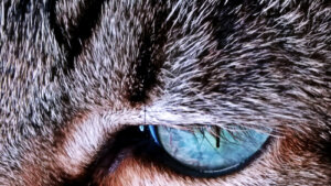 ¿Por qué el pelaje de los gatos cambia de color?