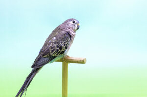 El periquito de Bourke: hábitat y alimentación