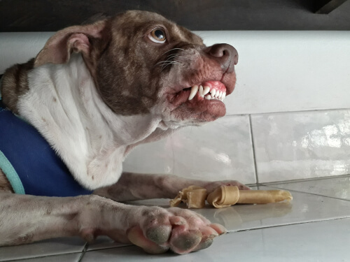 Perro agresivo con la comida