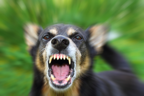 Mitos sobre la agresividad canina