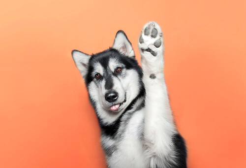 La limpieza de las patas de los perros es esencial.