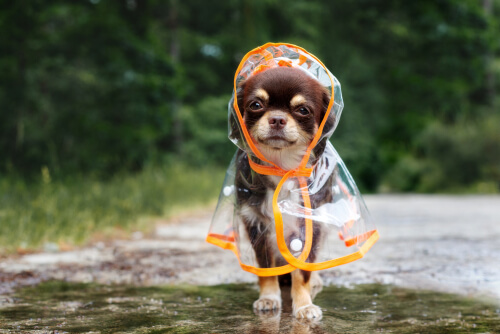Un chien avec un imperméable.