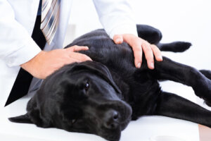 Envenenamiento por plomo en perros: ¿qué hacer?