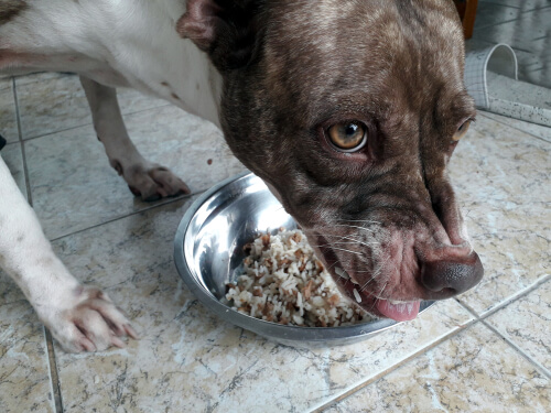 Perro feroz con la comida