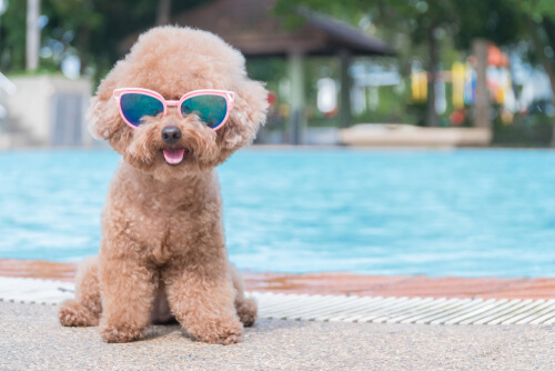 Perro con gafas de sol en la piscina