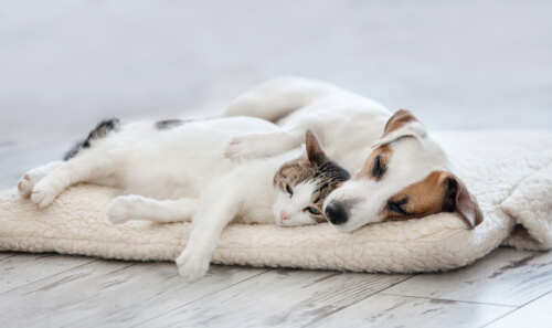 Perro y gato descansan juntos