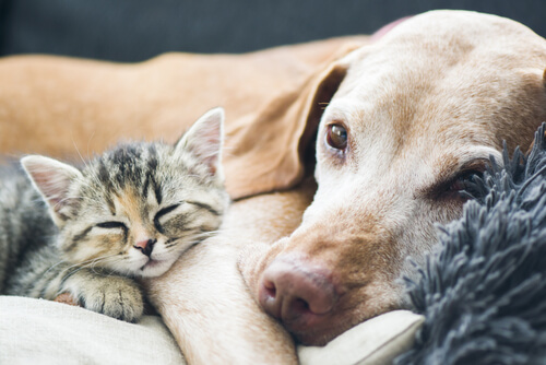 Perro y gato durmiendo juntos