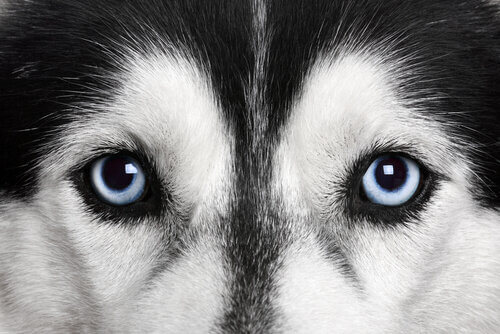Olhos de um Husky Siberiano
