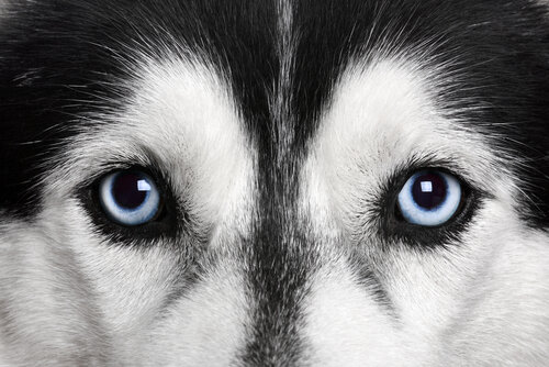 Ojos de un Husky Siberiano