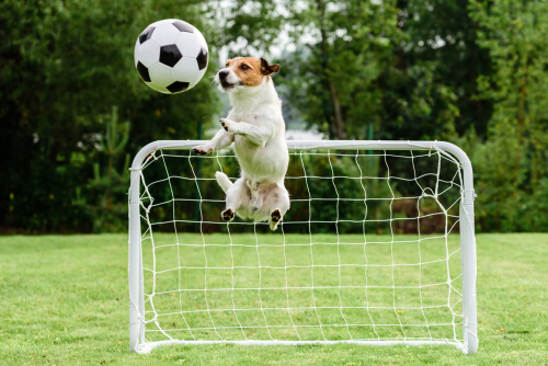 Perro jugando al fútbol
