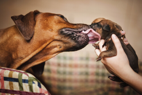 Warum lecken manche Hunde zwanghaft an anderen Hunden?