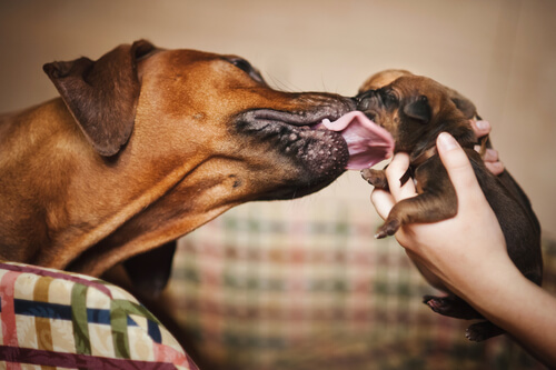 Bir köpek yavrusunun yüzünü yalayan bir köpek.