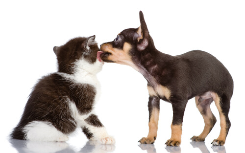 başka bir köpeği yalayan bir köpek