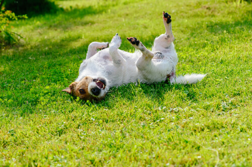 Perro rodando en la hierba
