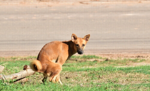 Perro que sufre colitis presenta diarrea
