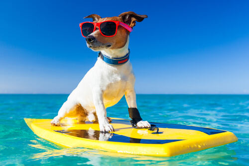 Perro sobre una tabla de surf