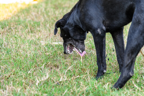 Perro vomitando
