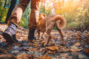 Razas de perros aptos para el senderismo