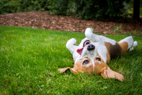 A los perros les encanta rodar en la hierba