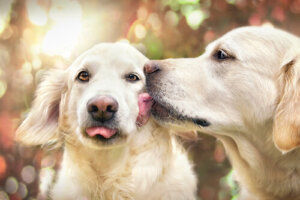 ¿Por qué algunos perros lamen obsesivamente a otros perros?