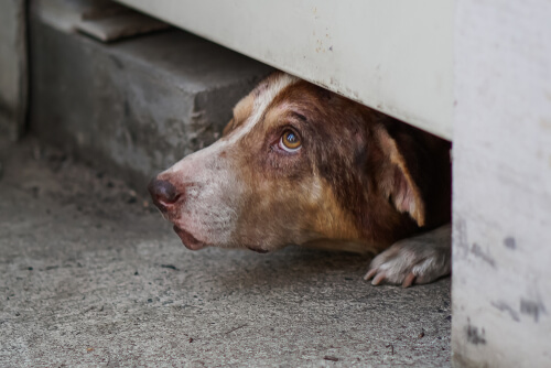 Perros se esconden asustados