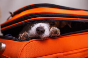 ¿Por qué los perros se esconden?