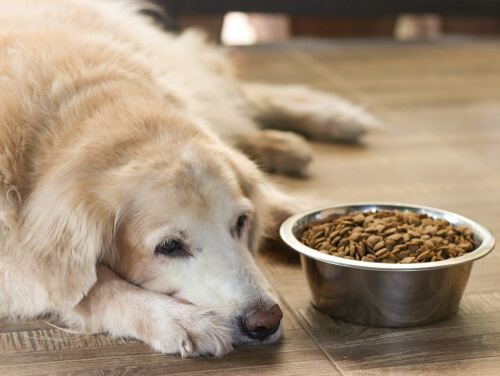 La disminución del apetito es una de las señales de vejez en los perros que hay que atender con alimentación especial.
