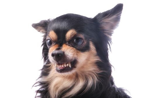 Personalidad del chihuahua