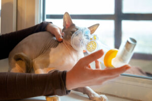 Problemas respiratorios en gatos: causas y síntomas