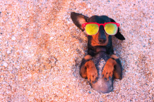 Consejos para proteger a un perro del sol