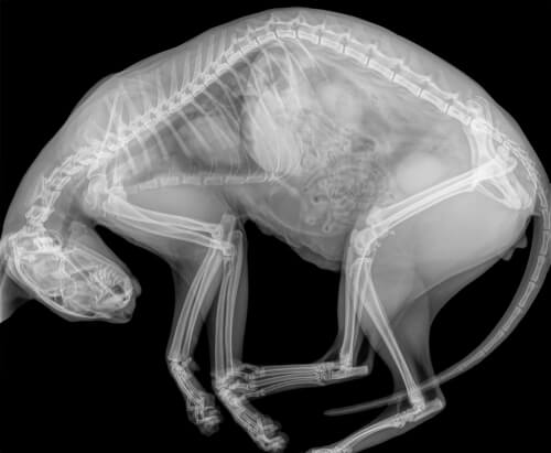 Radiografía del gato