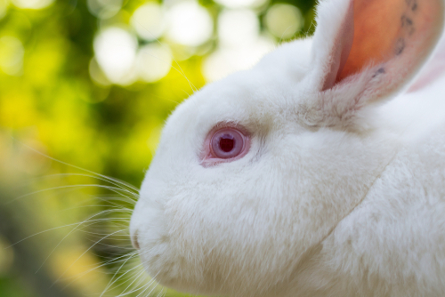 Rostro de un conejo