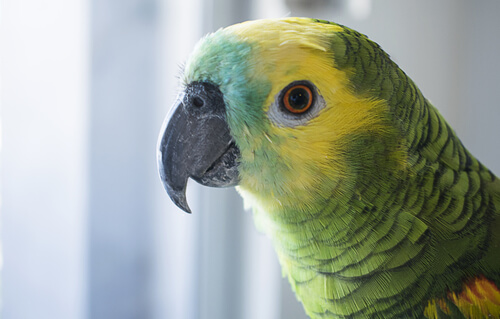 Rostro de un loro