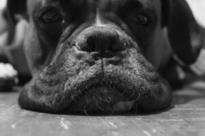 Linfoma en perros: causas y síntomas