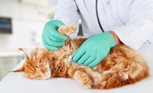 Sistema inmunológico de un gato debilitado
