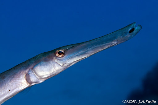 El pez trompeta es una de las curiosidades del mundo marino.