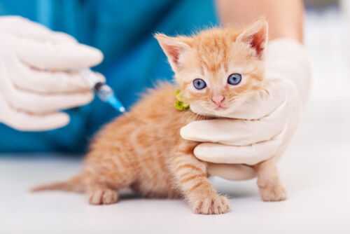 Vacunando gato en el veterinario
