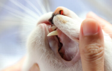 Qué debes saber de los dientes de los gatos